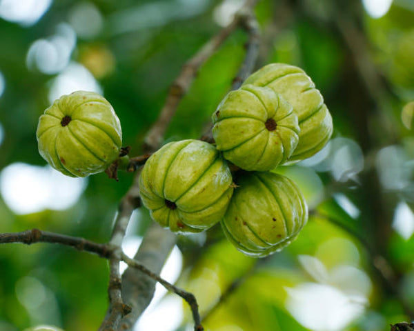 Garcinia combojia